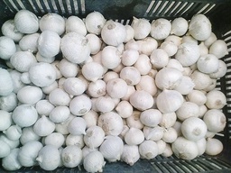 [150g] Ajo macho